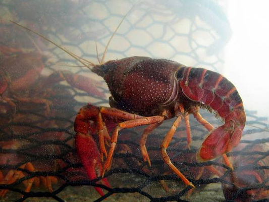 19 Gauge Crawfish Wire Mesh PVC beschichtet Salzwasserdicht