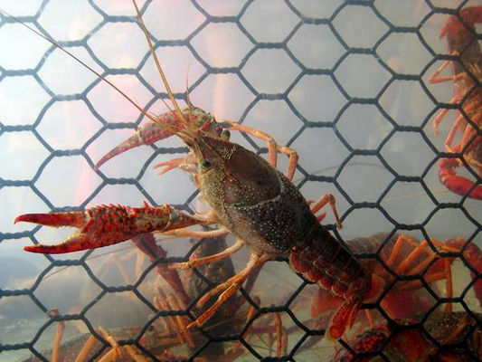 19 Gauge Crawfish Wire Mesh PVC beschichtet Salzwasserdicht