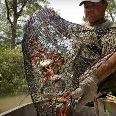19 Gauge Crawfish Wire Mesh PVC beschichtet Salzwasserdicht